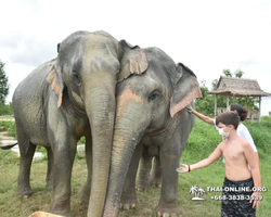 Elephant Jungle Sanctuary excursion in Pattaya Thailand - photo 784