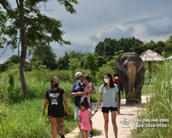 Elephant Jungle Sanctuary excursion in Pattaya Thailand - photo 225