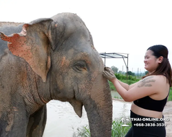 Elephant Jungle Sanctuary excursion in Pattaya Thailand - photo 1007