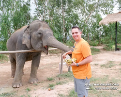 Elephant Jungle Sanctuary excursion in Pattaya Thailand - photo 31