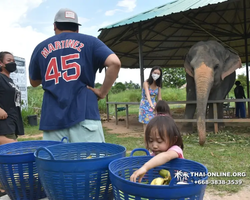 Elephant Jungle Sanctuary excursion in Pattaya Thailand - photo 664