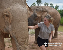 Elephant Jungle Sanctuary excursion in Pattaya Thailand - photo 438