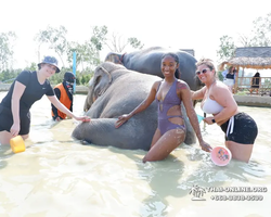Elephant Jungle Sanctuary excursion in Pattaya Thailand - photo 865