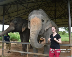 Elephant Jungle Sanctuary excursion in Pattaya Thailand - photo 919