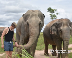 Elephant Jungle Sanctuary excursion in Pattaya Thailand - photo 904
