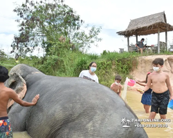 Elephant Jungle Sanctuary excursion in Pattaya Thailand - photo 298