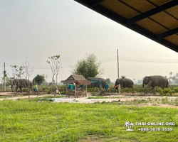 Elephant Jungle Sanctuary excursion in Pattaya Thailand - photo 328