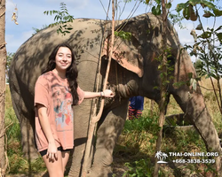 Elephant Jungle Sanctuary excursion in Pattaya Thailand - photo 38