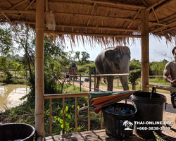 Elephant Jungle Sanctuary excursion in Pattaya Thailand - photo 20