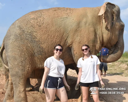 Elephant Jungle Sanctuary excursion in Pattaya Thailand - photo 241