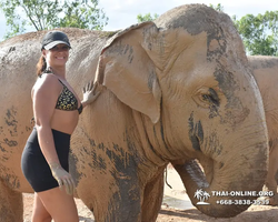 Elephant Jungle Sanctuary excursion in Pattaya Thailand - photo 321