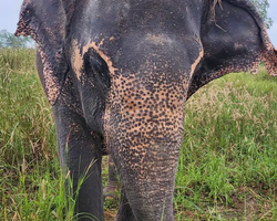 Elephant Jungle Sanctuary excursion in Pattaya Thailand - photo 4