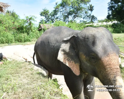 Elephant Jungle Sanctuary excursion in Pattaya Thailand - photo 104
