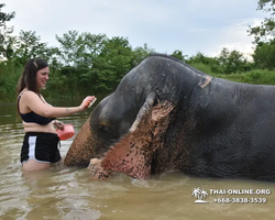 Elephant Jungle Sanctuary excursion in Pattaya Thailand - photo 728