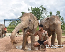 Elephant Jungle Sanctuary excursion in Pattaya Thailand - photo 606