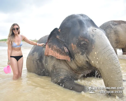 Elephant Jungle Sanctuary excursion in Pattaya Thailand - photo 983
