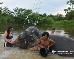 Elephant Jungle Sanctuary excursion in Pattaya Thailand - photo 706