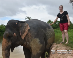 Elephant Jungle Sanctuary excursion in Pattaya Thailand - photo 1082