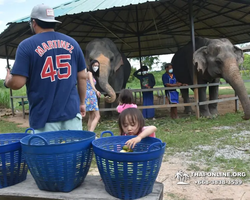 Elephant Jungle Sanctuary excursion in Pattaya Thailand - photo 500