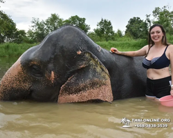 Elephant Jungle Sanctuary excursion in Pattaya Thailand - photo 792