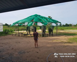 Elephant Jungle Sanctuary excursion in Pattaya Thailand - photo 604