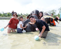 Elephant Jungle Sanctuary excursion in Pattaya Thailand - photo 995