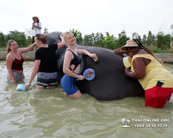 Elephant Jungle Sanctuary excursion in Pattaya Thailand - photo 915