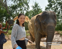 Elephant Jungle Sanctuary excursion in Pattaya Thailand - photo 232