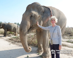 Elephant Jungle Sanctuary excursion in Pattaya Thailand - photo 554