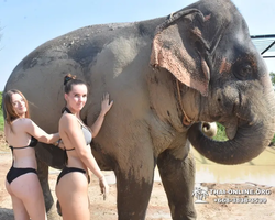 Elephant Jungle Sanctuary excursion in Pattaya Thailand - photo 673