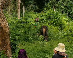 Elephant Jungle Sanctuary excursion in Pattaya Thailand - photo 8