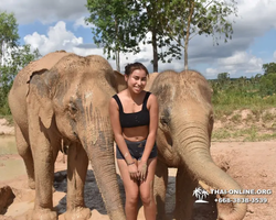 Elephant Jungle Sanctuary excursion in Pattaya Thailand - photo 244