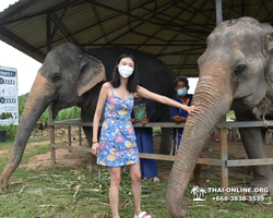 Elephant Jungle Sanctuary excursion in Pattaya Thailand - photo 371