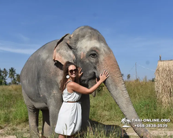 Elephant Jungle Sanctuary excursion in Pattaya Thailand - photo 564