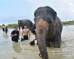 Elephant Jungle Sanctuary excursion in Pattaya Thailand - photo 1064
