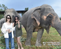 Elephant Jungle Sanctuary excursion in Pattaya Thailand - photo 439