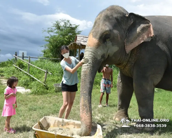 Elephant Jungle Sanctuary excursion in Pattaya Thailand - photo 382