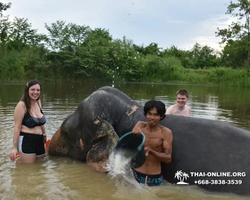 Elephant Jungle Sanctuary excursion in Pattaya Thailand - photo 779