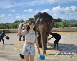 Elephant Jungle Sanctuary excursion in Pattaya Thailand - photo 923