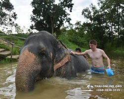 Elephant Jungle Sanctuary excursion in Pattaya Thailand - photo 264