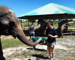 Elephant Jungle Sanctuary excursion in Pattaya Thailand - photo 43