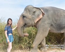 Elephant Jungle Sanctuary excursion in Pattaya Thailand - photo 452