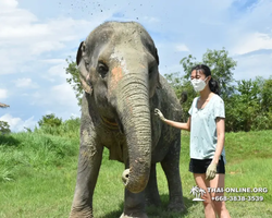 Elephant Jungle Sanctuary excursion in Pattaya Thailand - photo 508