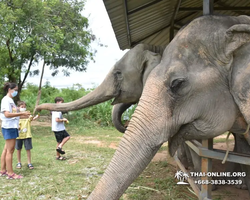 Elephant Jungle Sanctuary excursion in Pattaya Thailand - photo 316