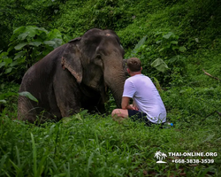 Elephant Jungle Sanctuary excursion in Pattaya Thailand - photo 101