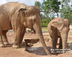 Elephant Jungle Sanctuary excursion in Pattaya Thailand - photo 64