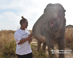 Elephant Jungle Sanctuary excursion in Pattaya Thailand - photo 1056