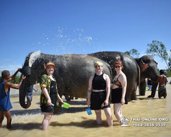 Elephant Jungle Sanctuary excursion in Pattaya Thailand - photo 930