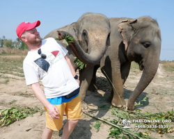 Elephant Jungle Sanctuary excursion in Pattaya Thailand - photo 366