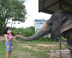 Elephant Jungle Sanctuary excursion in Pattaya Thailand - photo 234